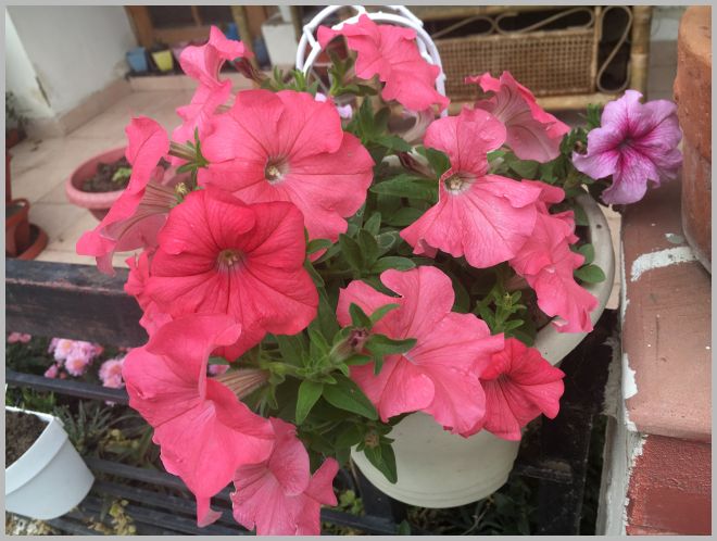 HOW TO GROW PETUNIA FROM SEED