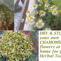 dry and store chamomile flowers at home for herbal tea