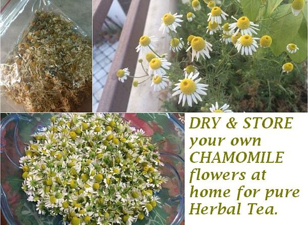 dry and store chamomile flowers at home for herbal tea