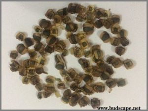 COREOPSIS SEEDS