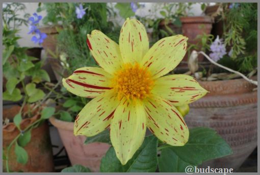 STRIPED DAHLIA FROM SEED