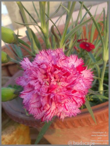 striped carnation from seed