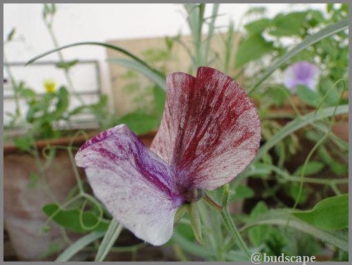 striped sweet pea from seed