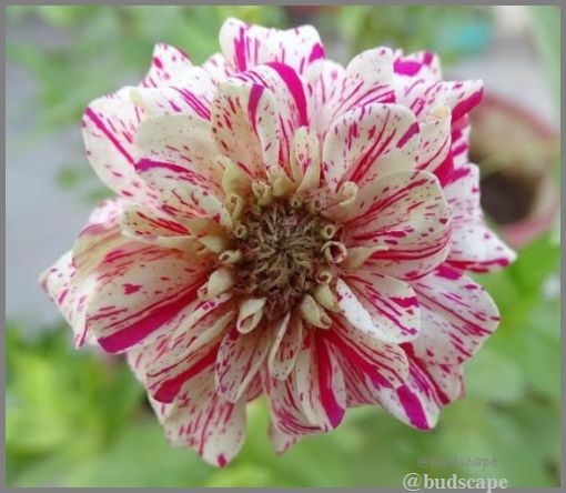 striped zinnia from seed
