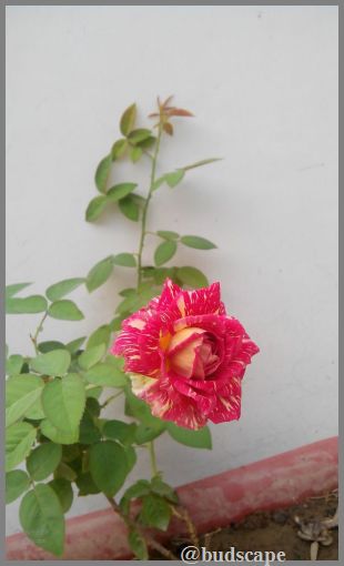 striped rose