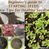 easy way start seeds healthy seedlings