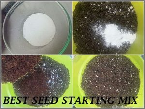 start seeds eggshells