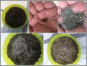 start seeds plastic pot