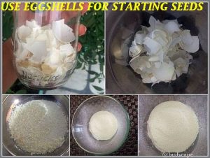 use eggshells garden plants