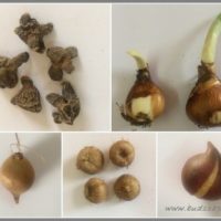 flower-bulb-identification