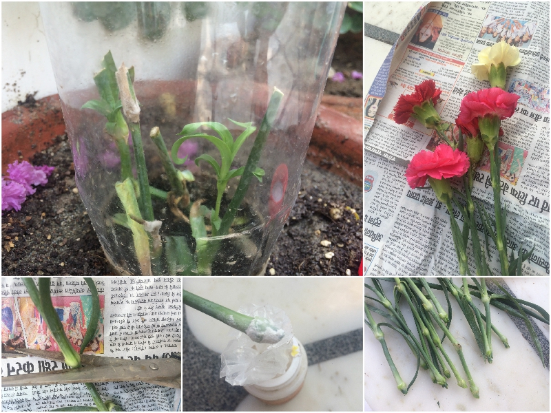 rootingcarnationflowersticks6 GARDENING FOR BEGINNERS