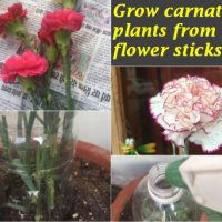 grow carnation plants flower sticks