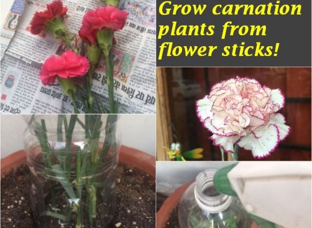 grow carnation plants flower sticks