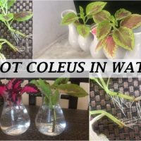 grow coleus cutting water propagate