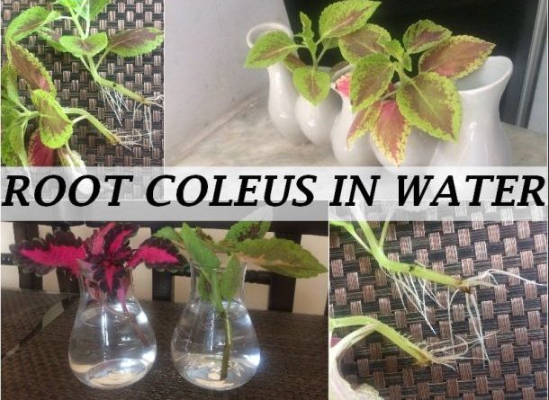 grow coleus cutting water propagate