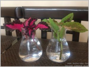 grow coleus cuttings water indoors