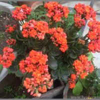 CALANDIVA DOUBLE KALANCHOE
