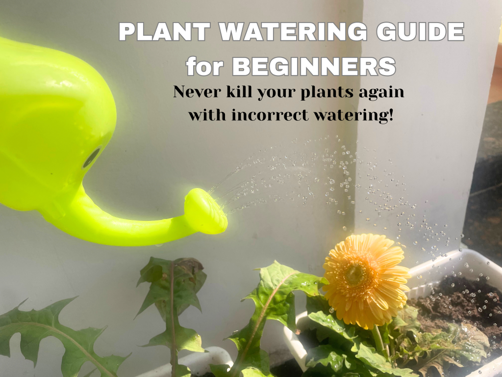 What's the best way to water your plants?