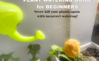 HOW TO WATER PLANTS CORRECTLY – BEGINNERS GUIDE