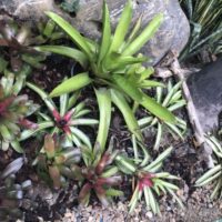 bromeliads growing naturally