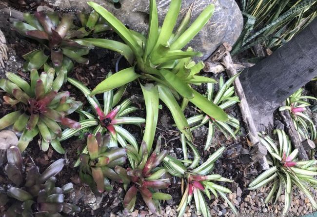 bromeliads growing naturally