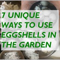 EGGSHELLS FOR PLANTS - UNIQUE WAYS TO USE EGGSHELLS IN THE GARDEN