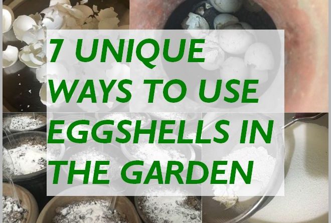EGGSHELLS FOR PLANTS - UNIQUE WAYS TO USE EGGSHELLS IN THE GARDEN
