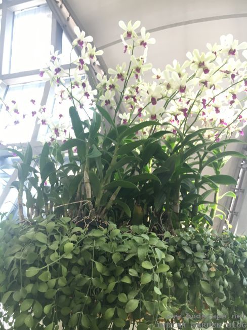 ORCHIDS INDOORS