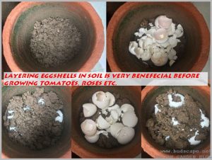 layer eggshells soil pots