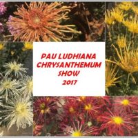 pau ludhiana chrysanthemum show