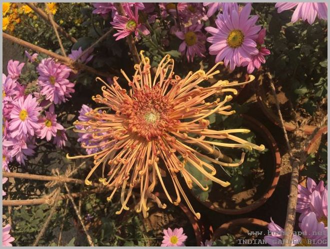 pau chrysanthemum show
