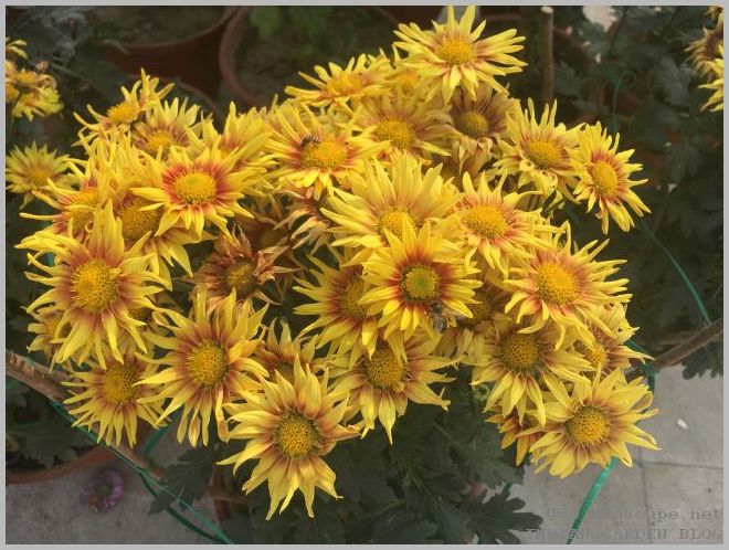 pau chrysanthemum show