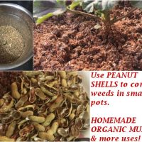 peanut shells garden uses homemade organic mulch