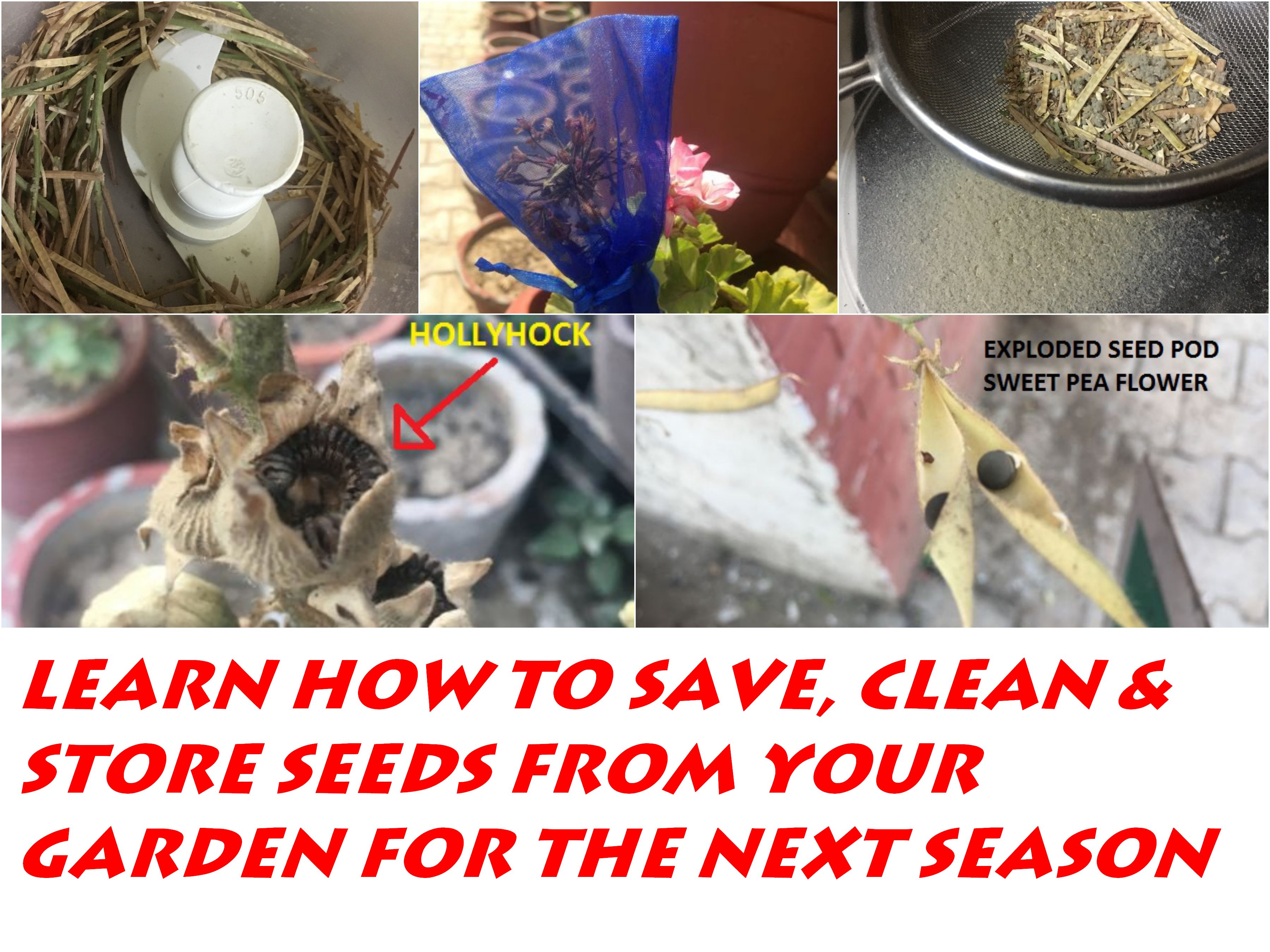 HOW TO SAVE SEEDS FOR NEXT YEAR 1 GARDENING FOR BEGINNERS