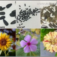 SEED IDENTIFICATION GUIDE SUNFLOWER VINCA ZINNIA