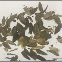 ZINNIA SEED IDENTIFICATION