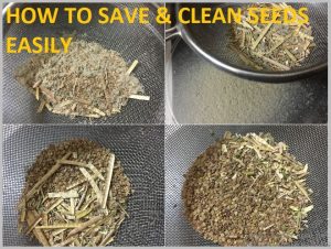 clean seeds remove husk easily