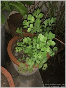 grow-dhania-coriander-plant-home