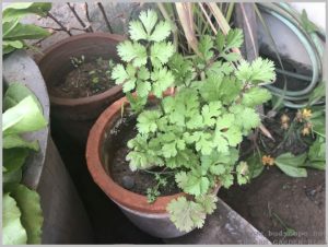 grow-dhania-coriander-pots