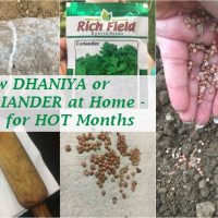 grow dhaniya coriander home tips hot summer months