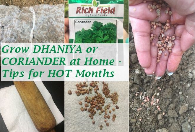grow dhaniya coriander home tips hot summer months