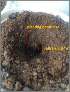 how-deep-plant-bulb