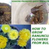 how to grow ranunculus from bulb