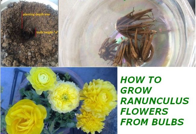 how to grow ranunculus from bulb