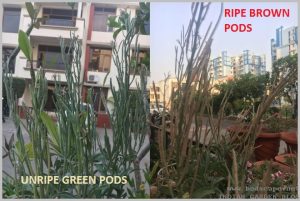 how to know seed pods ripe or unripe