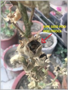 ripe seed pod hollyhock