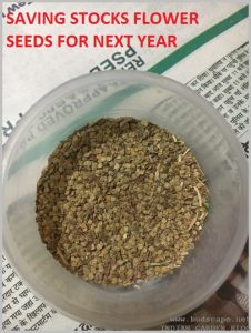 save seeds stocks flower