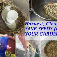 save seeds from your garden for next year