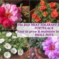 best heat tolerant flower india portulaca