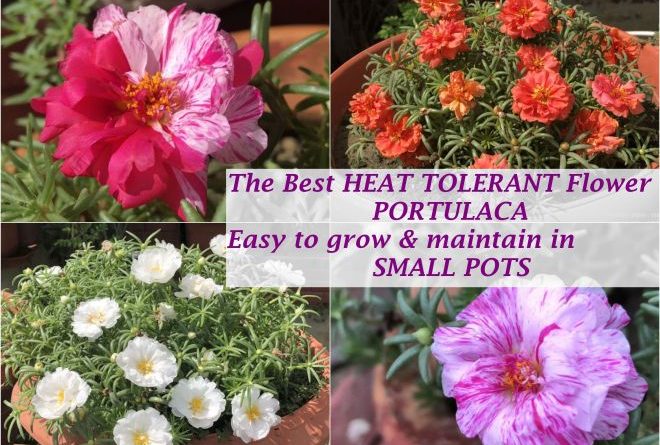 best heat tolerant flower india portulaca